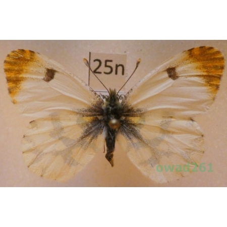 Anthocharis euphenoides Staudinger, 1869 France25n
